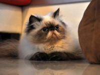 喜马拉雅种猫,融合波斯与暹罗之美，揭秘其独特魅力与养护之道