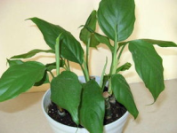 万年青打一成语,探寻长生不老的成语奥秘”