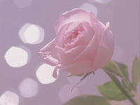 好看又漂亮的照片,捕捉生活中的绝美瞬间