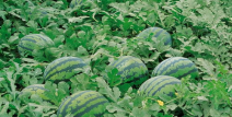 吃瓜网36w.su,热门八卦资讯一网打尽